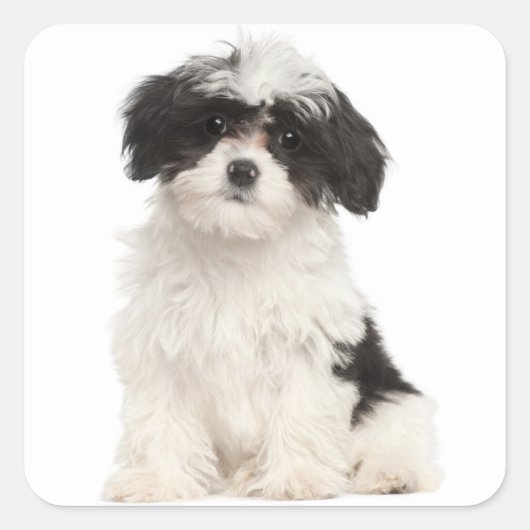 Zwart-wit Havanese Puppy Dog Sticker (Voorkant)