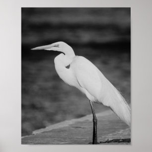 Zwart-wit Heron Tropische afdrukbare kunst Poster