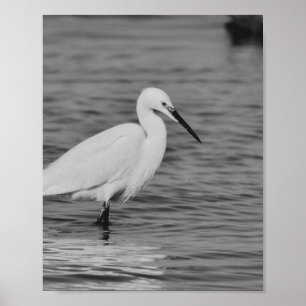 Zwart-wit Heron Tropische afdrukbare kunst Poster