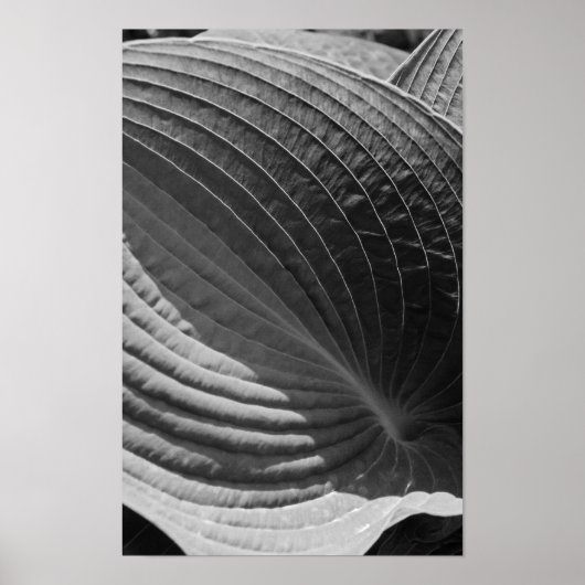 Zwart-Wit Hosta-Blad Poster (Voorkant)