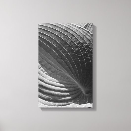 Zwart-wit hosta Leaf Canvas Afdruk (Voorkant)