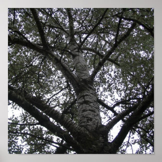 Zwart-wit in natuur poster