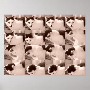 zwart-wit kat foto poster