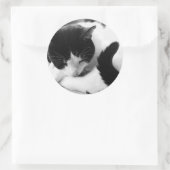 Zwart & Wit Kat Foto Stickers (Tas)