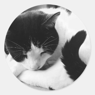 Zwart & Wit Kat Foto Stickers