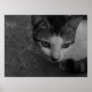 Zwart-wit - Kat Poster