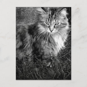Zwart-wit katportret briefkaart