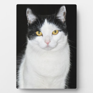 Zwart-wit kattenportret fotoplaat