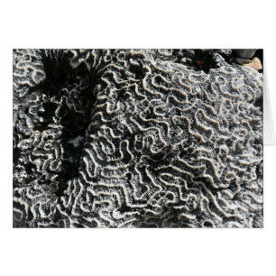 Zwart-wit koraal I Abstracte Natuur Foto
