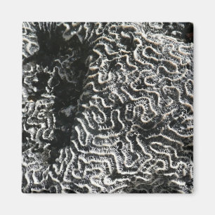 Zwart-wit koraal I Abstracte Natuur Foto Magneet