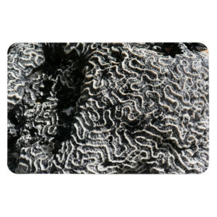 Zwart-wit koraal I Abstracte Natuur Foto Magneet