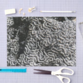 Zwart-wit koraal I Abstracte Natuur Foto Tissuepapier (Craft)