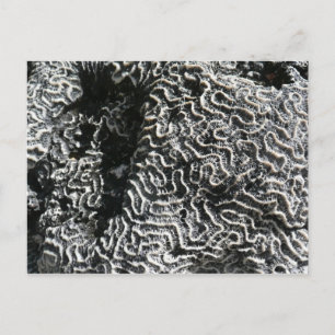 Zwart-wit koraal I Abstracte natuurfoto Briefkaart
