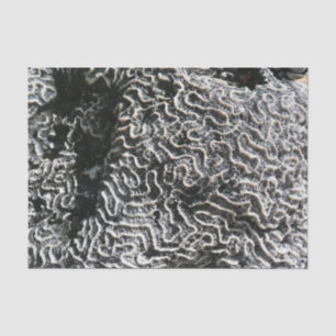 Zwart-wit koraal I Abstracte natuurfoto Tissuepapier