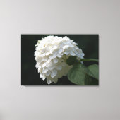 Zwart Wit Limoen Hydrangea Bloemdoek Canvas Afdruk (Voorkant)