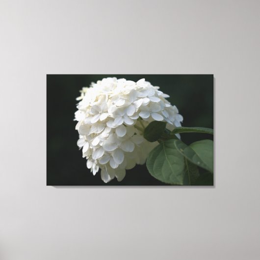 Zwart Wit Limoen Hydrangea Bloemdoek Canvas Afdruk (Voorkant)
