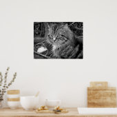 Zwart-wit Maine Coon kat portret poster (Keuken)
