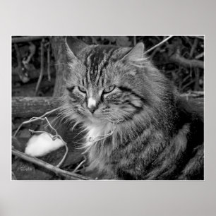 Zwart-wit Maine Coon kat portret poster