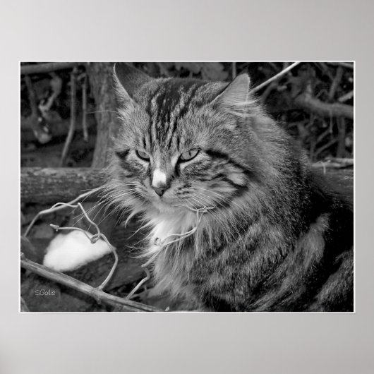 Zwart-wit Maine Coon kat portret poster (Voorkant)