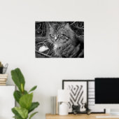 Zwart-wit Maine Coon kat portret poster (Thuiskantoor)