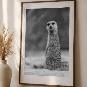 Zwart-wit Meerkat Portrait Wildlife Poster