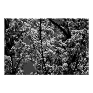 Zwart-wit monochrome bloeiende boom perfect poster