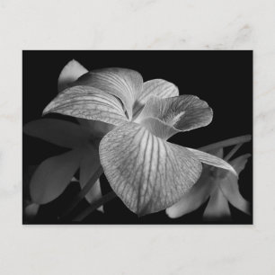 Zwart-wit orchidee Briefkaart