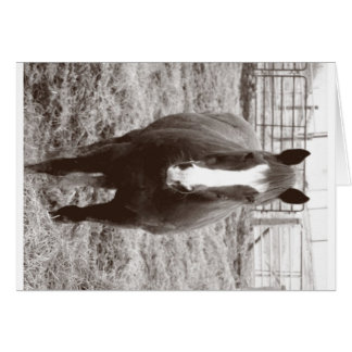 Zwart-wit paard