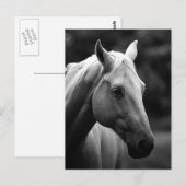 Zwart-wit paardenhoofd briefkaart (Voorkant / Achterkant)