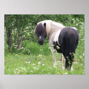 Zwart-wit Paint Pony in Gras en Bloemen Poster