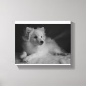 Zwart & Wit portret Japans Spitz Canvas Afdruk (Voorkant)