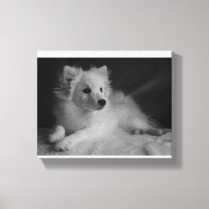 Zwart & Wit portret Japans Spitz Canvas Afdruk
