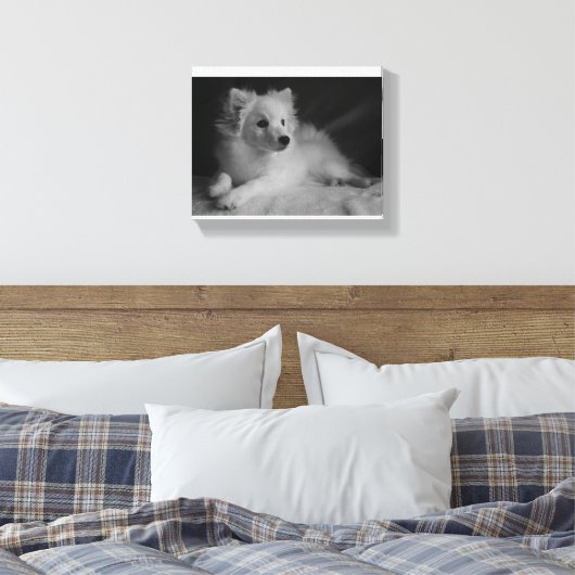 Zwart & Wit portret Japans Spitz Canvas Afdruk (Insitu (Slaapkamer))