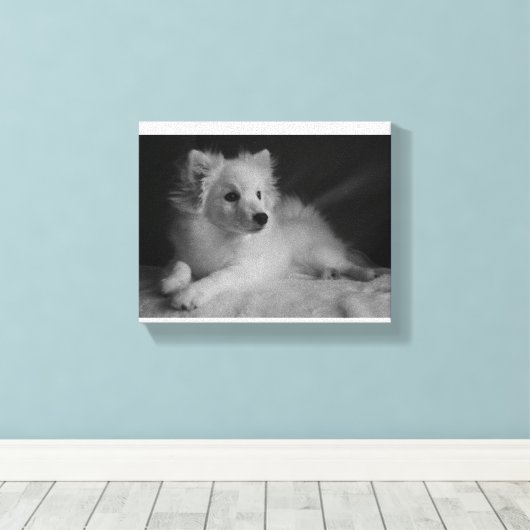 Zwart & Wit portret Japans Spitz Canvas Afdruk (Insitu (Houten vloer))