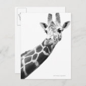 Zwart-wit portret van een giraffe briefkaart (Voorkant / Achterkant)