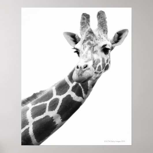 Zwart-wit portret van een giraffe poster (Voorkant)