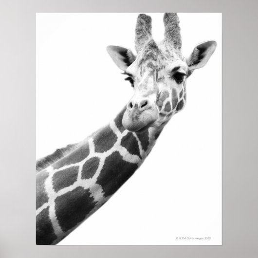 Zwart-wit portret van een giraffe poster (Voorkant)