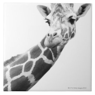 Zwart-wit portret van een giraffe tegeltje