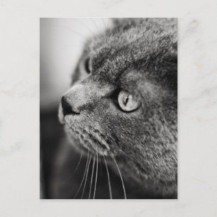 Zwart-wit portret van een kat - briefkaart