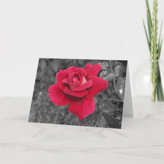 Zwart Wit Rood Rose Kaarten (Voorkant)