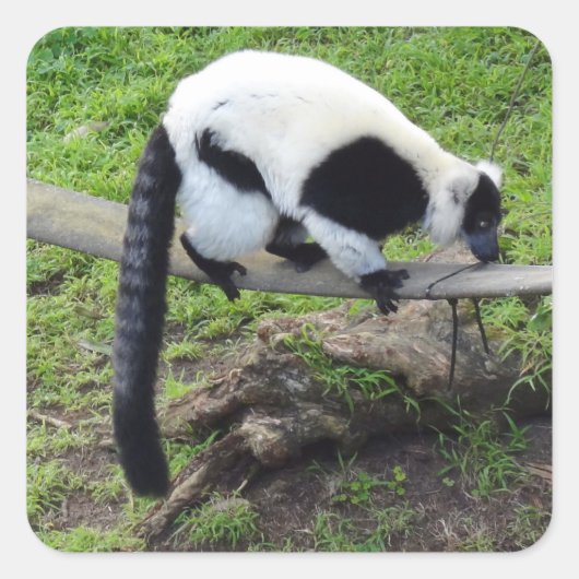 Zwart-wit Ruffed Lemur #2-2 Stickers (Voorkant)