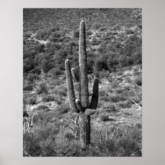 Zwart-wit Saguaro Cactus in Sagebrush 16x20 Poster (Voorkant)