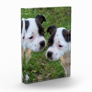 Zwart Wit Staffordshire Bull Terrier Puppies, Fotoblokken