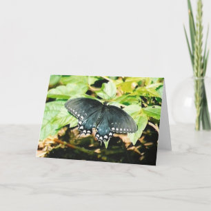 Zwart Wit Swallowtail Vlinder Wenskaarten Kaart
