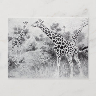  zwart-wit tekening Giraffe Briefkaart