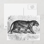 zwart-wit tijgertekening briefkaart (Voorkant / Achterkant)