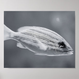 Zwart-wit Tropische Vis Printable Art Poster