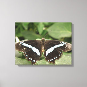 Zwart-Wit Tropische Vlinder Canvas Print