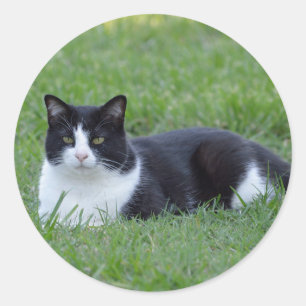  zwart-wit Tuxedo Cat Foto Ronde Sticker