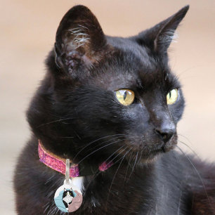 Zwart Wit Tuxedo Kattendekens Schattige Blauw Roze Huisdierpenning